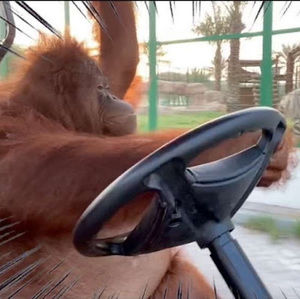 Meet your Posher, Heavyindiana